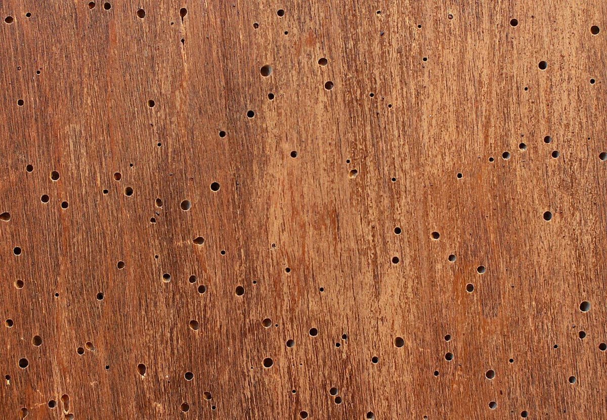 Superficie de madera agujereada por la carcoma