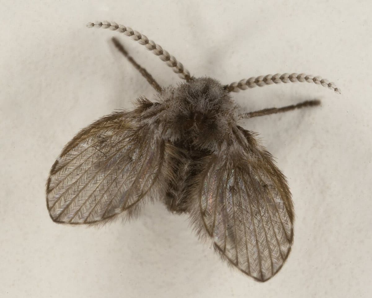 Mosca de los desagües vista de cerca sobre una superficie clara